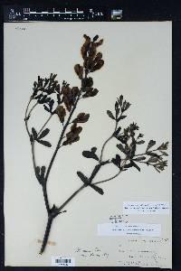 Baptisia australis image