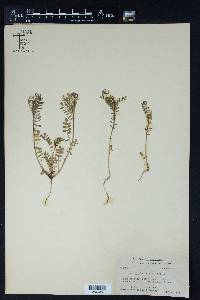 Astragalus nuttallianus image