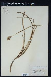 Zigadenus nuttallii image