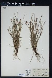 Sisyrinchium pruinosum image