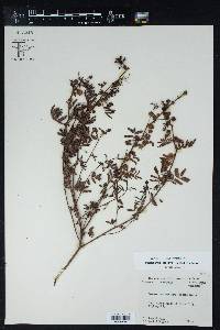 Desmanthus cooleyi image