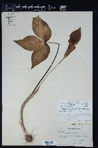 Arisaema triphyllum subsp. triphyllum image