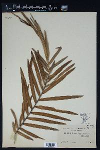 Pothoidium lobbianum image