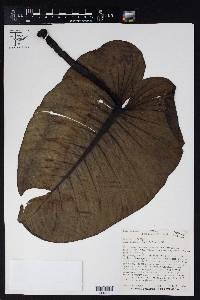 Philodendron fortunense image