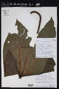 Image Associated With the Occurence