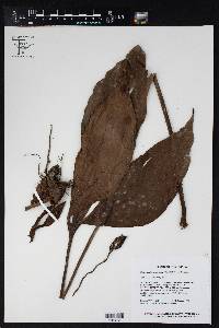Image of Philodendron camposportoanum