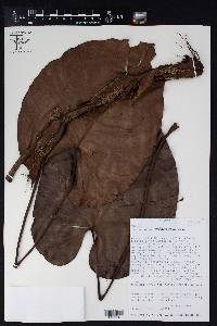 Philodendron malesevichiae image
