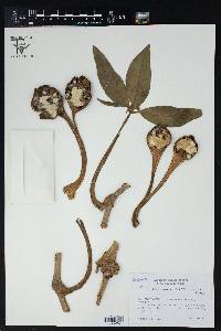 Syngonium macrophyllum image