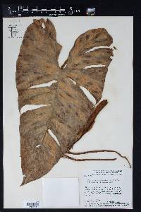Philodendron cordatum image