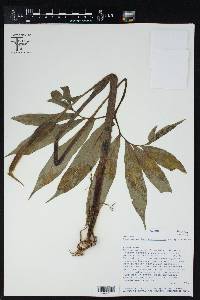 Xanthosoma helleborifolium image