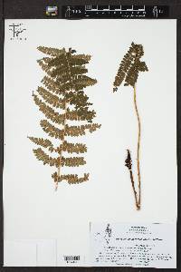 Polystichum hartwegii image