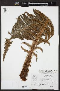 Polystichum speciosissimum image