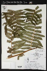 Cyathea fulva image