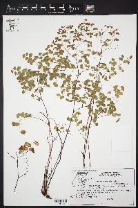 Adiantum andicola image