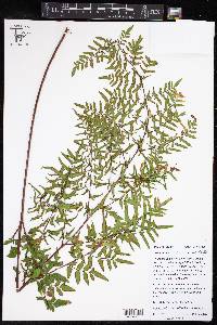 Cheilanthes viridis image