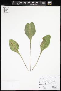 Arnoglossum plantagineum image