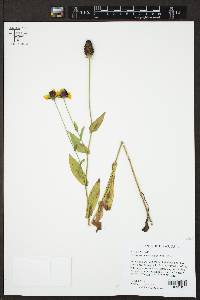 Rudbeckia amplexicaulis image