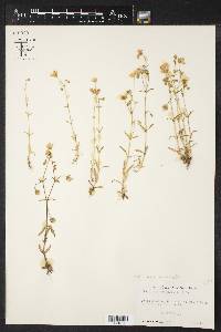 Stellaria nuttallii image
