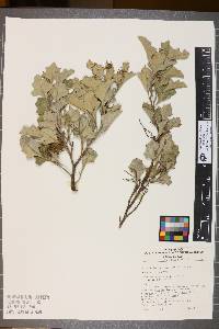 Grevillea ilicifolia image
