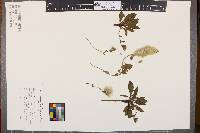 Media resource of Ptilotus spathulatus