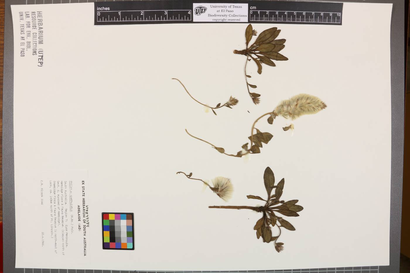 Ptilotus spathulatus image