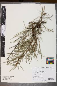 Hakea carinata image