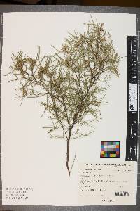 Hakea trifurcata image