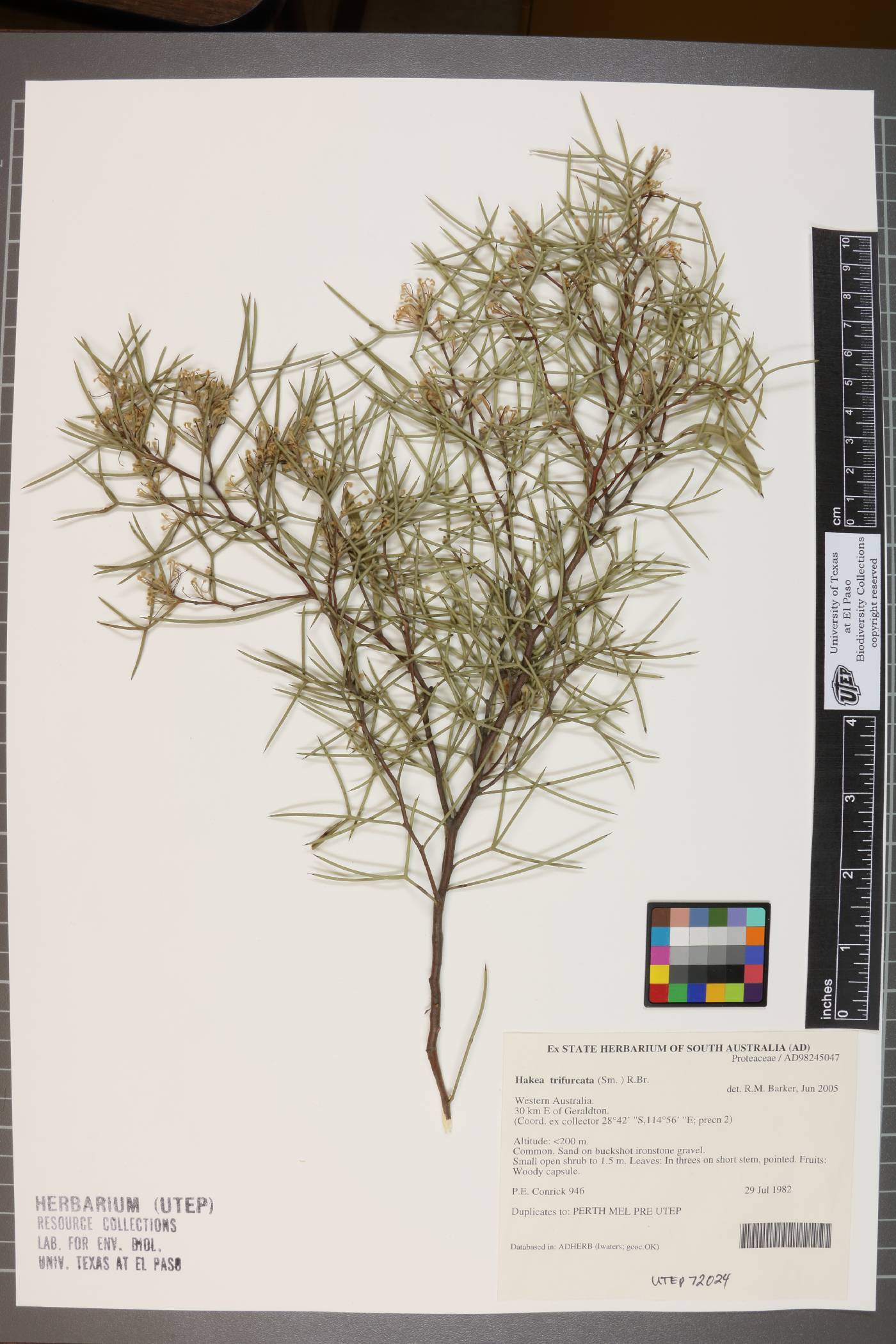 Hakea trifurcata image