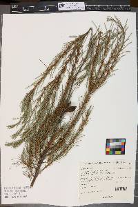 Hakea nodosa image