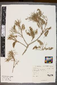 Image of Hakea ednieana