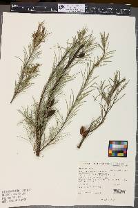 Image of Hakea nodosa