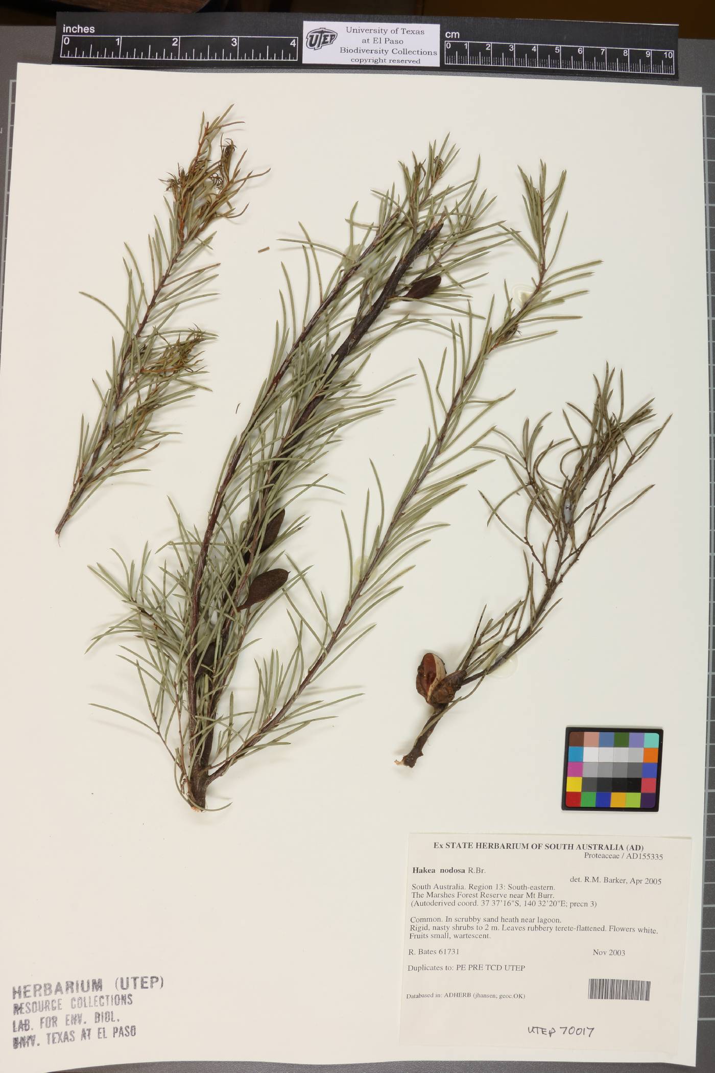 Hakea nodosa image