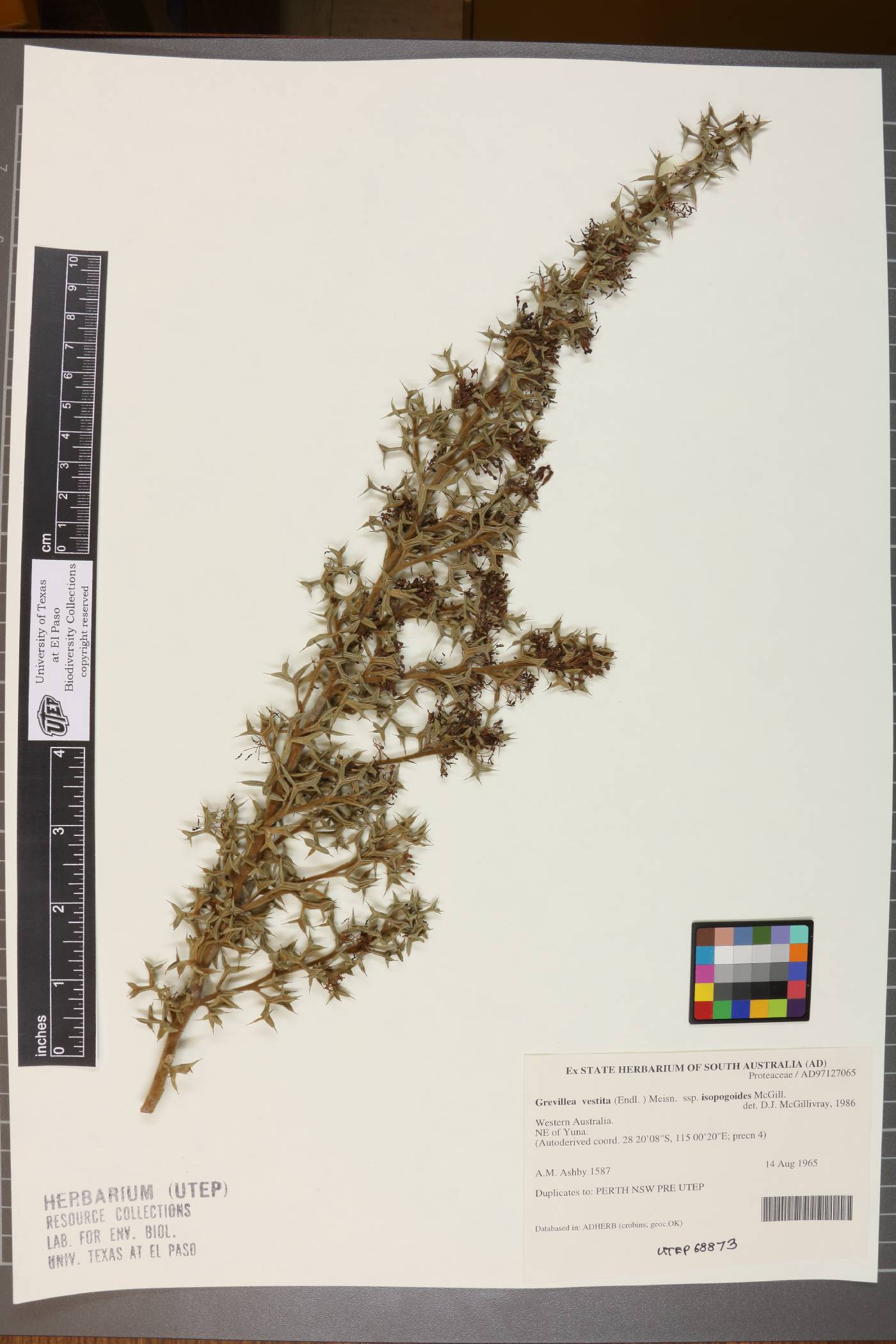 Grevillea vestita subsp. isopogoides image