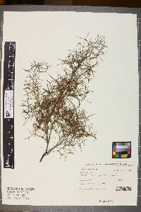 Media resource of Grevillea paniculata