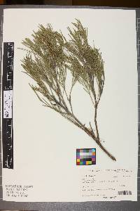 Media resource of Grevillea baxteri