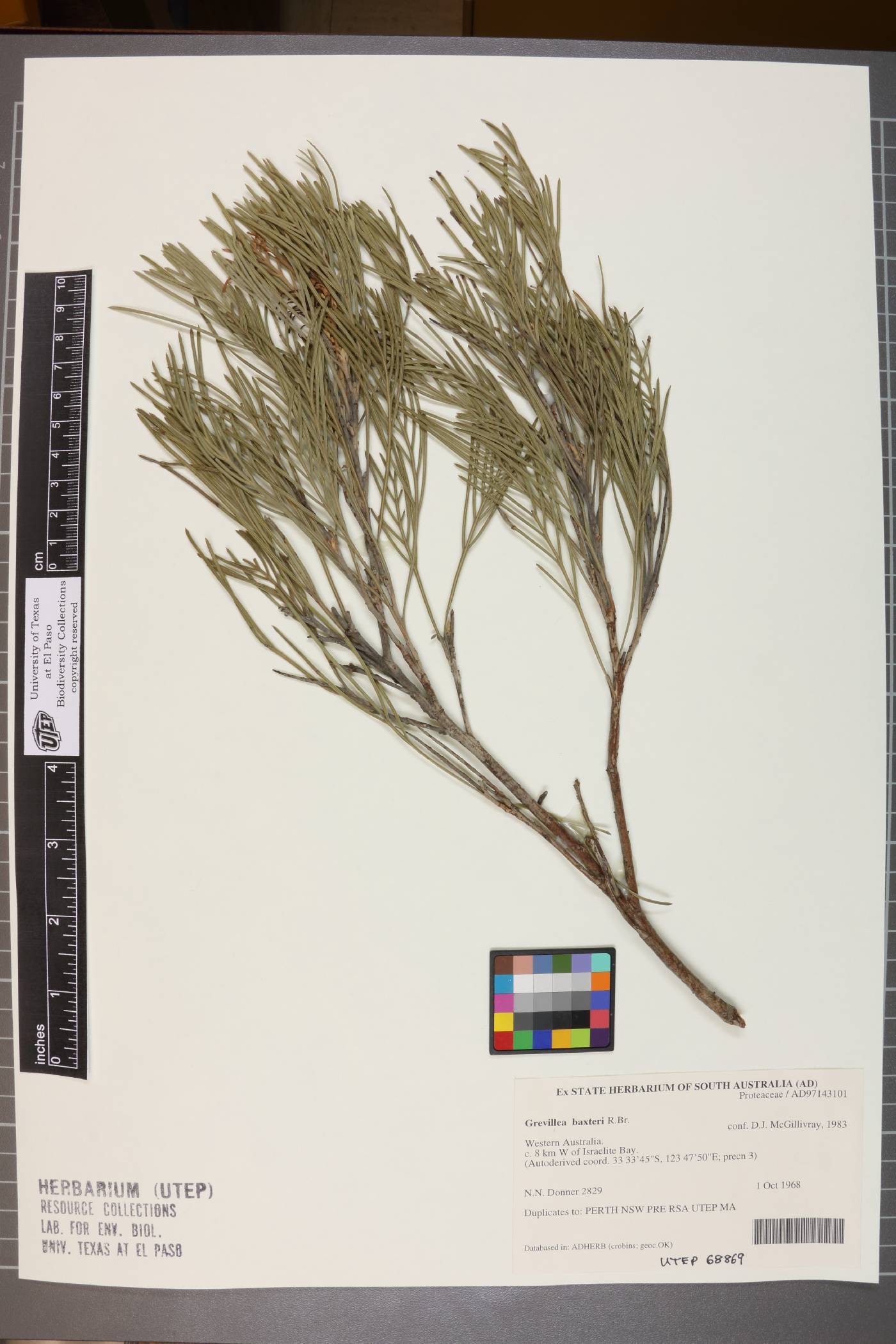 Grevillea baxteri image