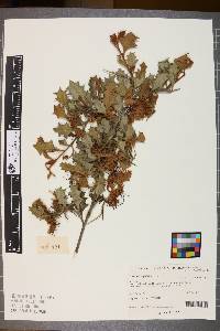 Grevillea aquifolium image