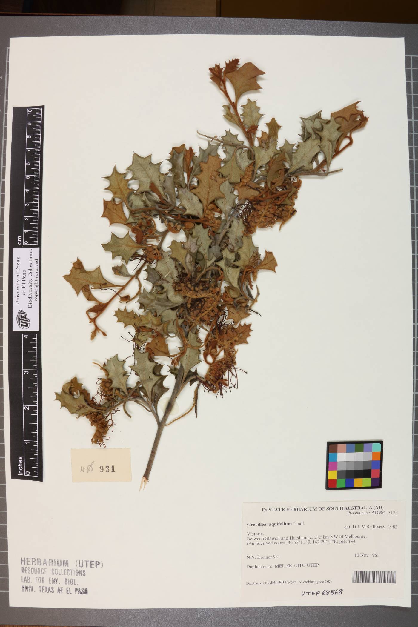 Grevillea aquifolium image