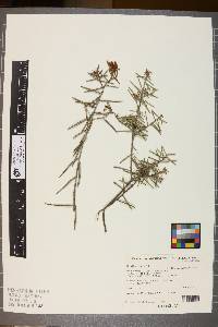 Grevillea aspera image