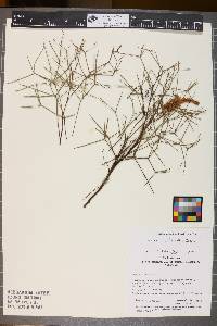 Media resource of Grevillea intricata