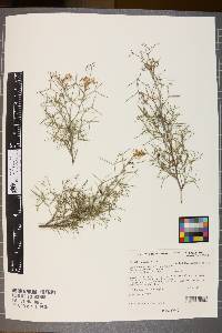 Media resource of Grevillea anethifolia
