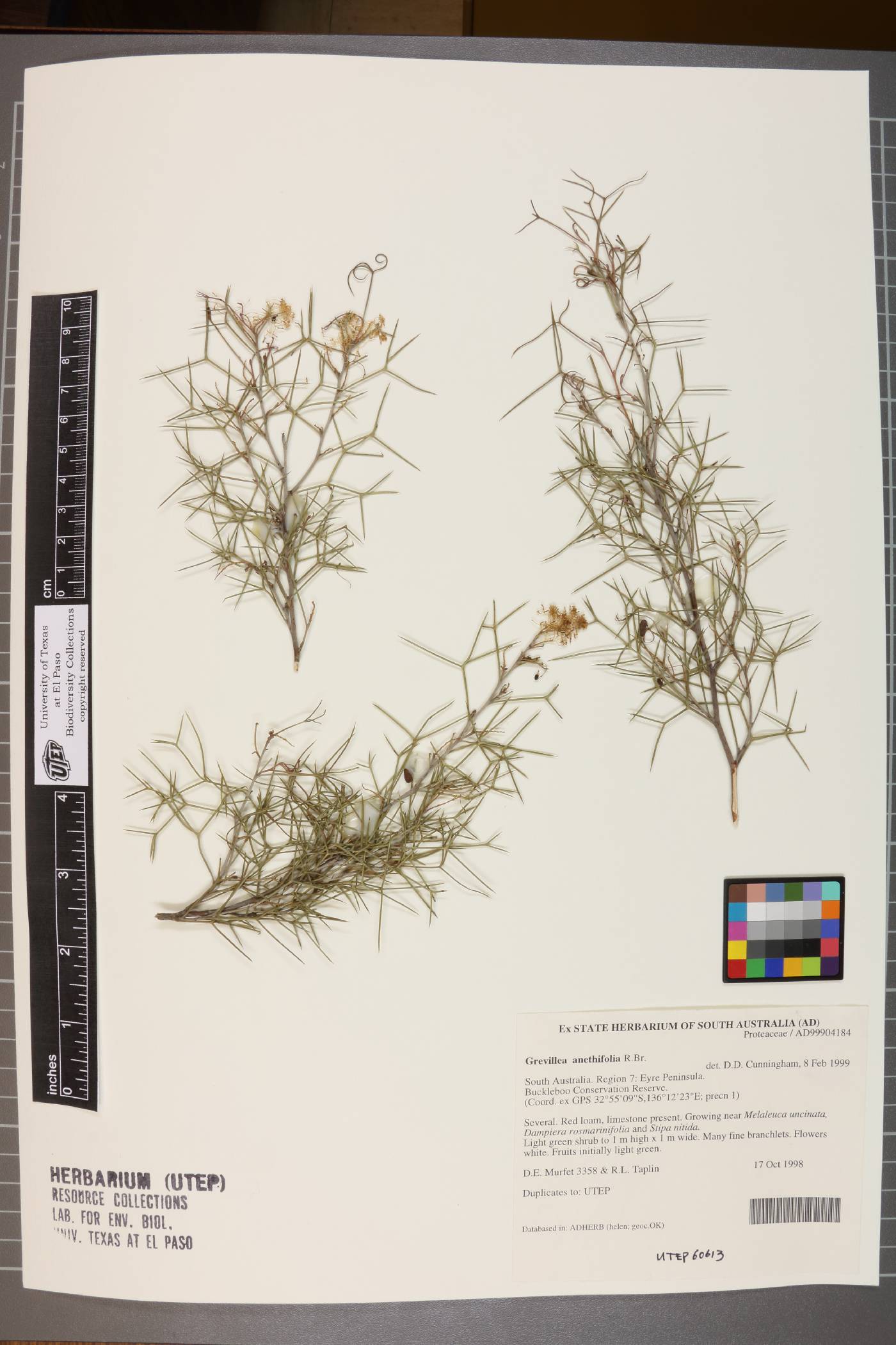 Grevillea anethifolia image