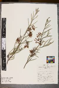 Grevillea aspera image