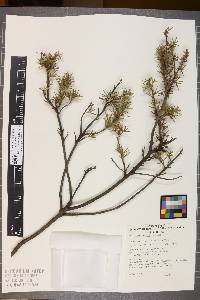 Media resource of Grevillea huegelii