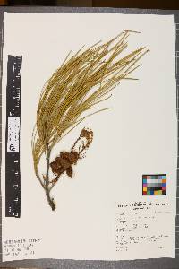 Media resource of Grevillea juncifolia