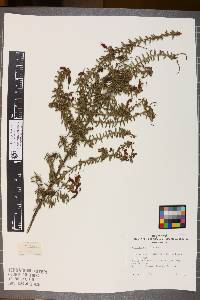 Media resource of Grevillea muricata