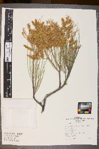 Media resource of Grevillea nematophylla