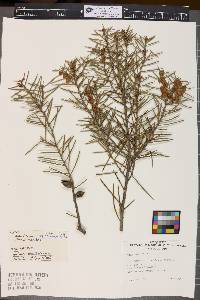 Image of Hakea muelleriana