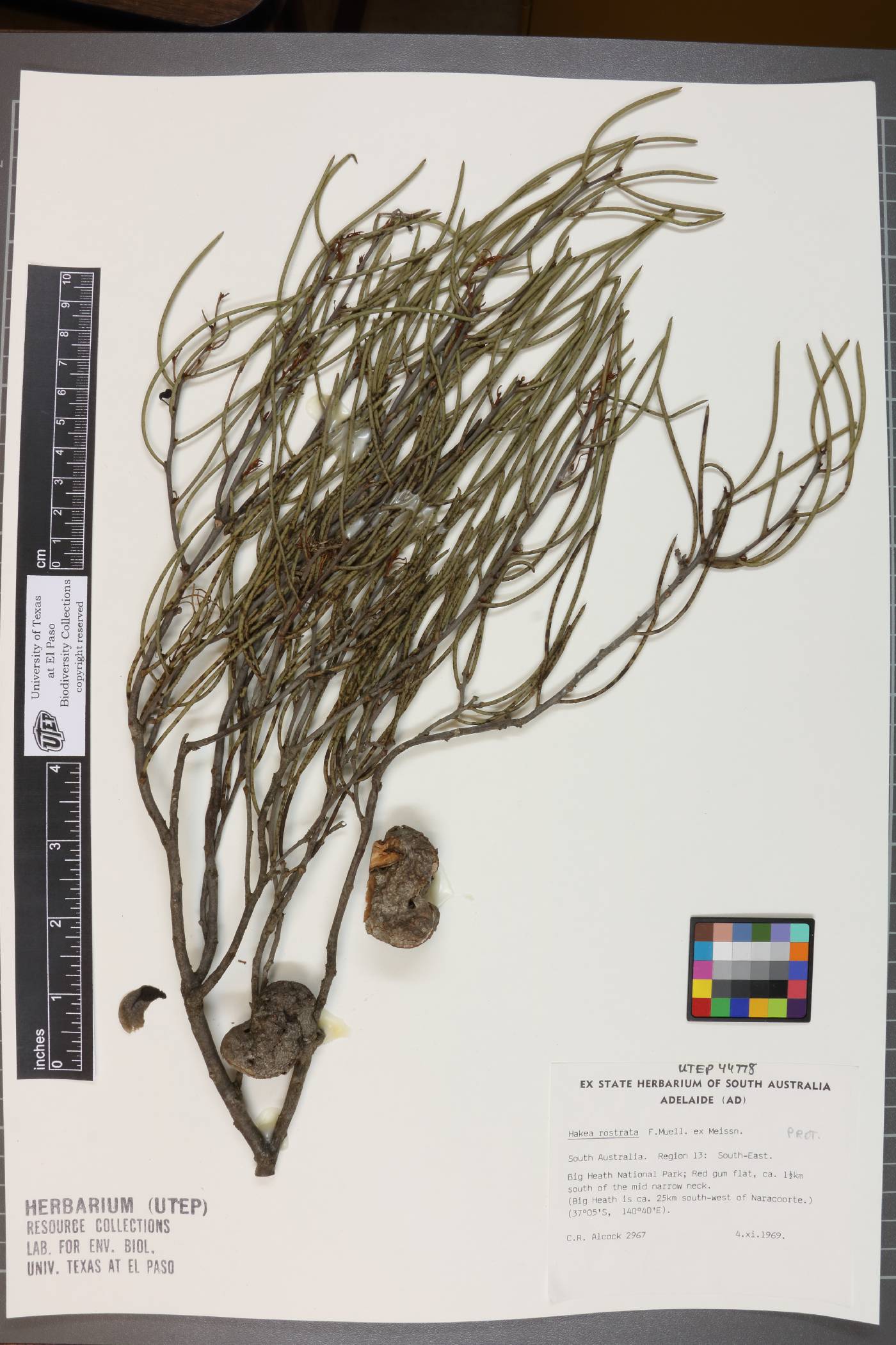 Hakea rostrata image