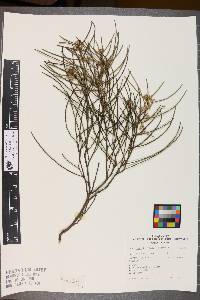 Hakea rostrata image